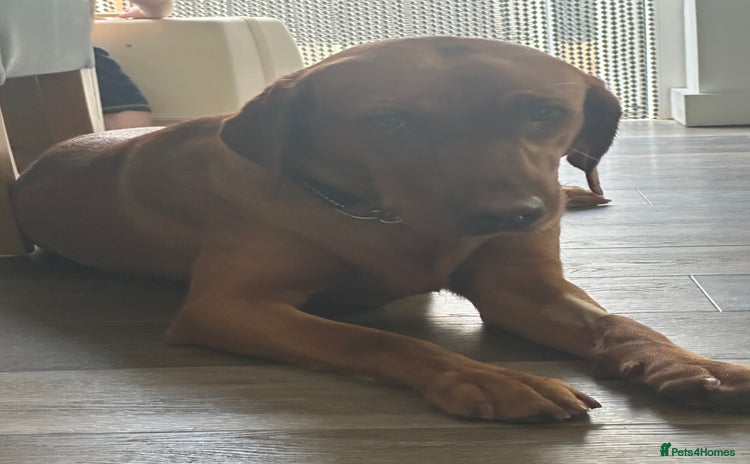 Labrador Retriever dogs - Advert 9