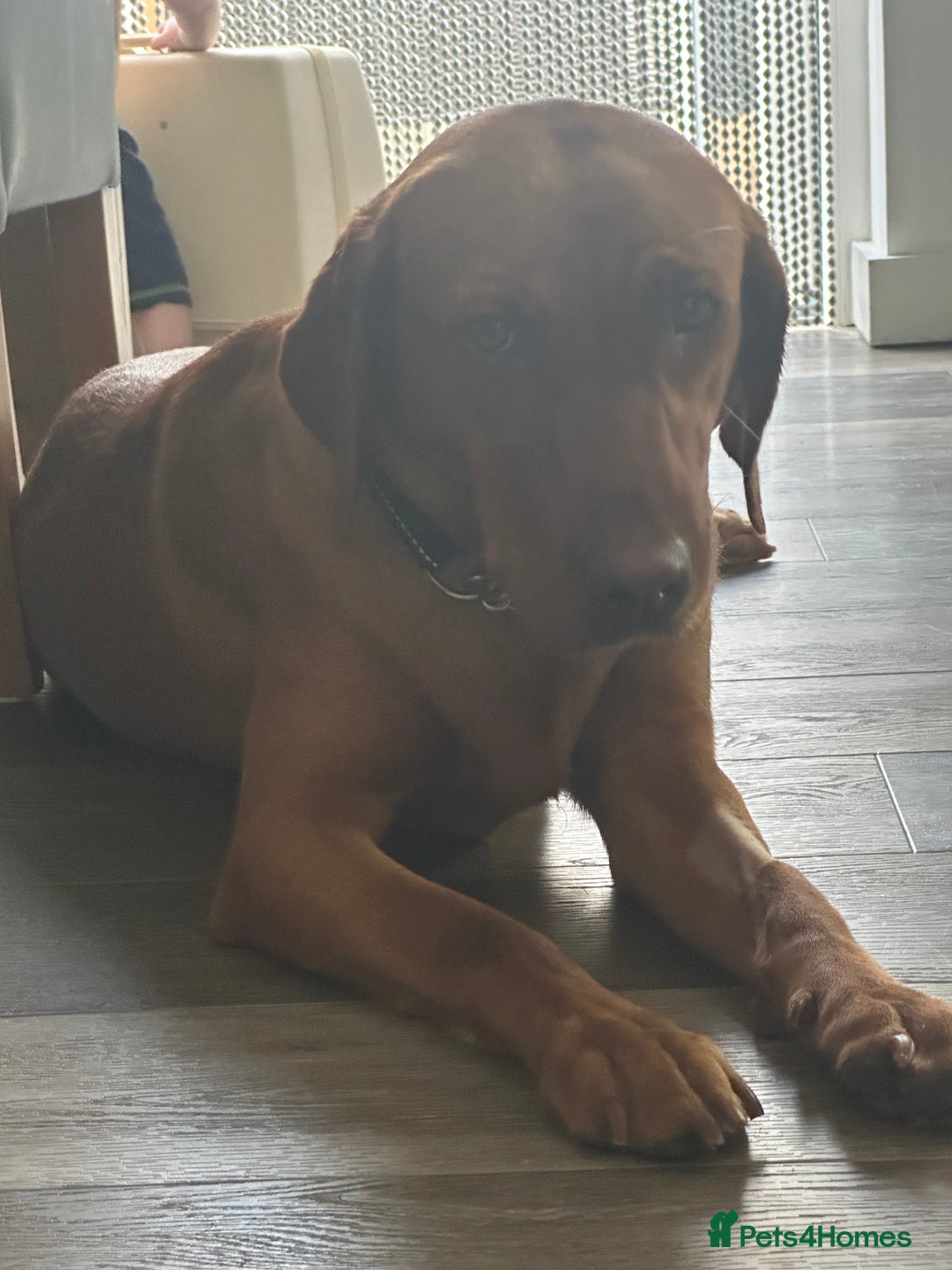 Labrador Retriever dogs for sale: Nala has severe allergies, needs experienced owner - Image 1