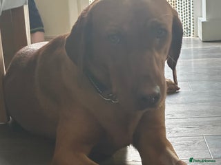 Labrador Retriever dogs - Advert 34