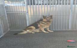 German Shepherd dogs for sale: Big beautiful big boned German Shepherd puppies - Image 15