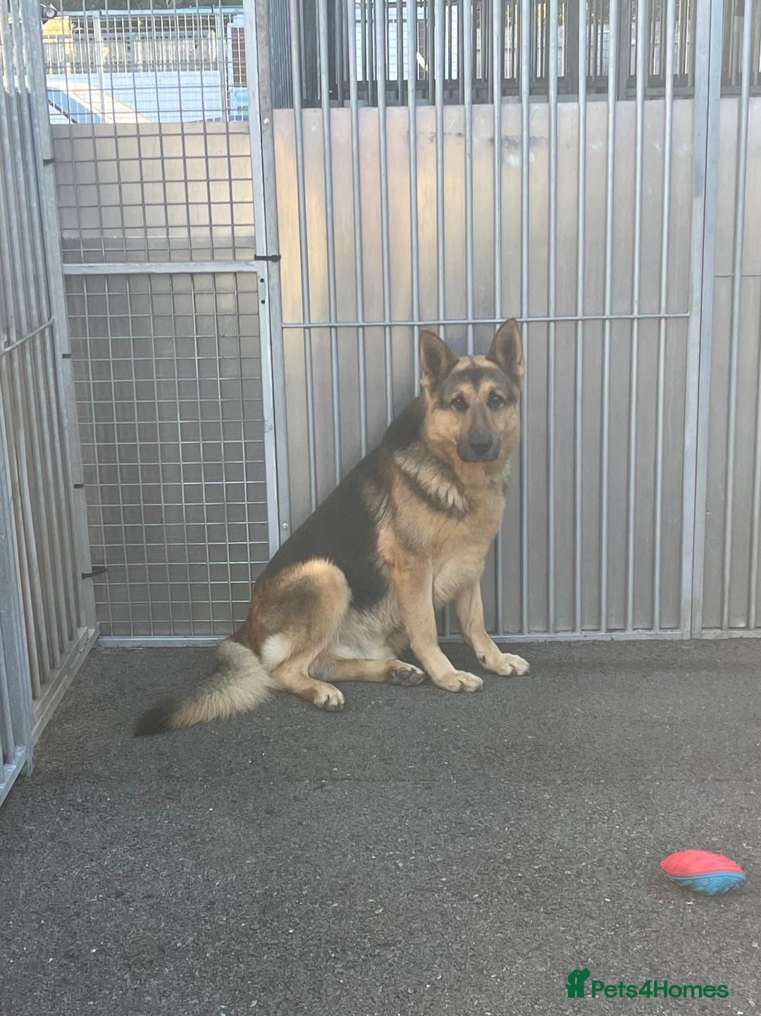 German Shepherd dogs for sale: Big beautiful big boned German Shepherd puppies - Image 15