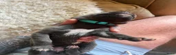 Cane Corso dogs for sale: EXCEPTIONAL CANE CORSO PUPPIES - Advert 5