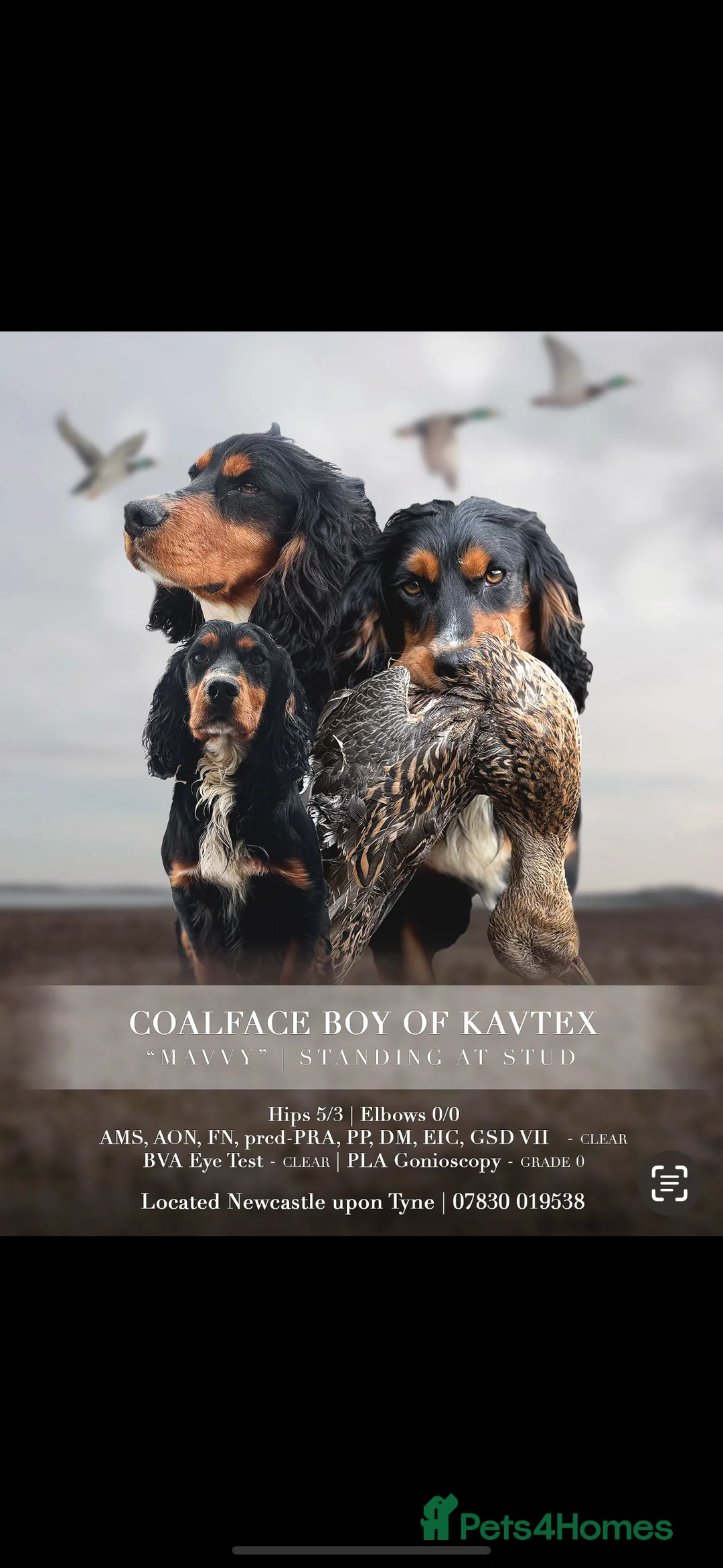 Cocker Spaniel dogs for stud: FULLY HEALTH TESTED FTW SIRED COCKER SPANIEL(STUD) in Newcastle upon Tyne - Advert 1