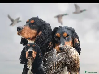 Cocker Spaniel dogs FULLY HEALTH TESTED FTW SIRED COCKER SPANIEL(STUD) in Newcastle upon Tyne - Advert 15