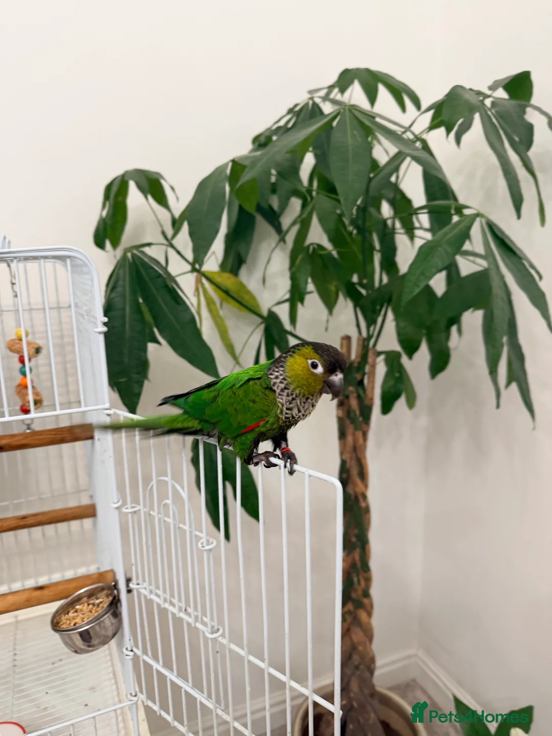 Conures birds for sale: Black capped conure -tamed  - Advert 4