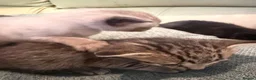 Siamese cats for sale: Siamese X  - Advert 8