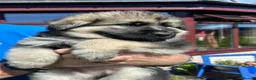 German Shepherd dogs for sale: Gorgeous German Shepherd Puppies - Advert 4