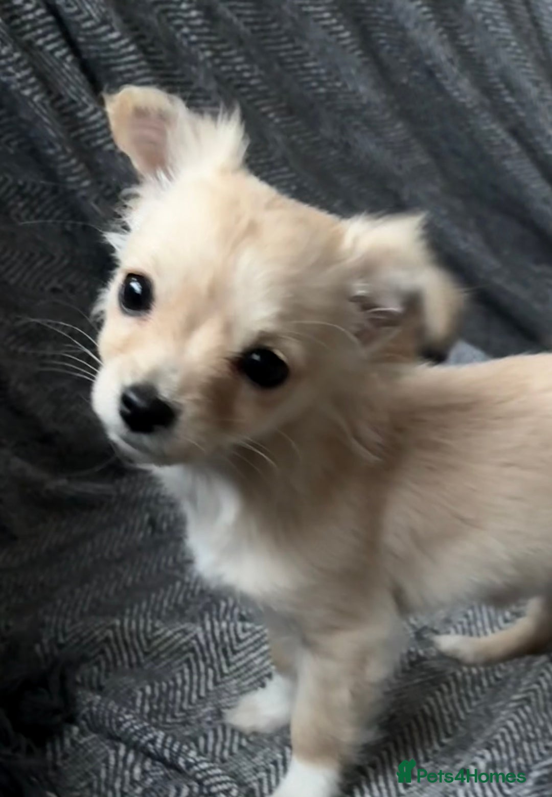 Chihuahua dogs for sale: Two beautiful fluffy chi girls  - Advert 11