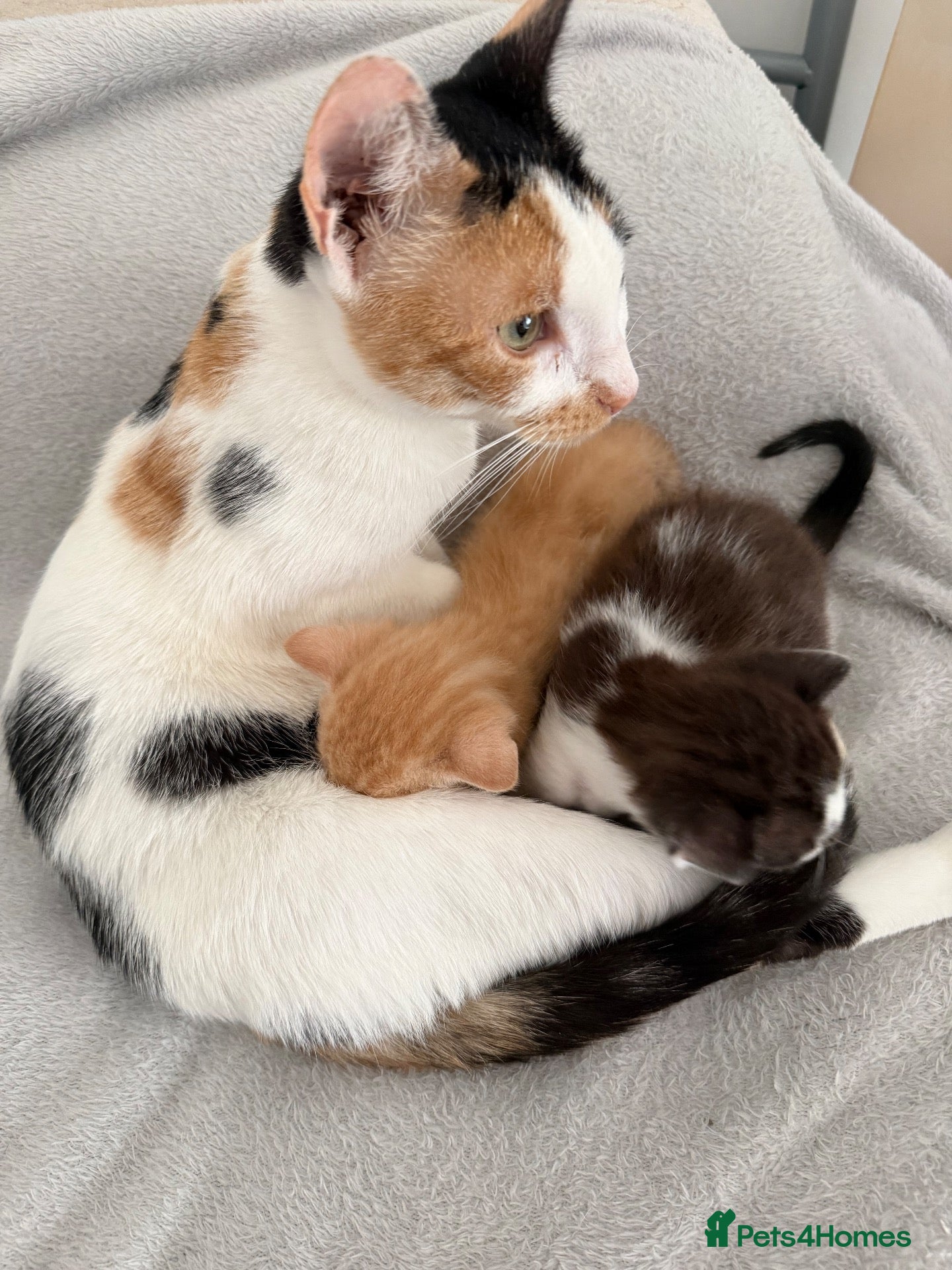 Mixed Breed cats lovley kittens looking for their new home - Advert 18