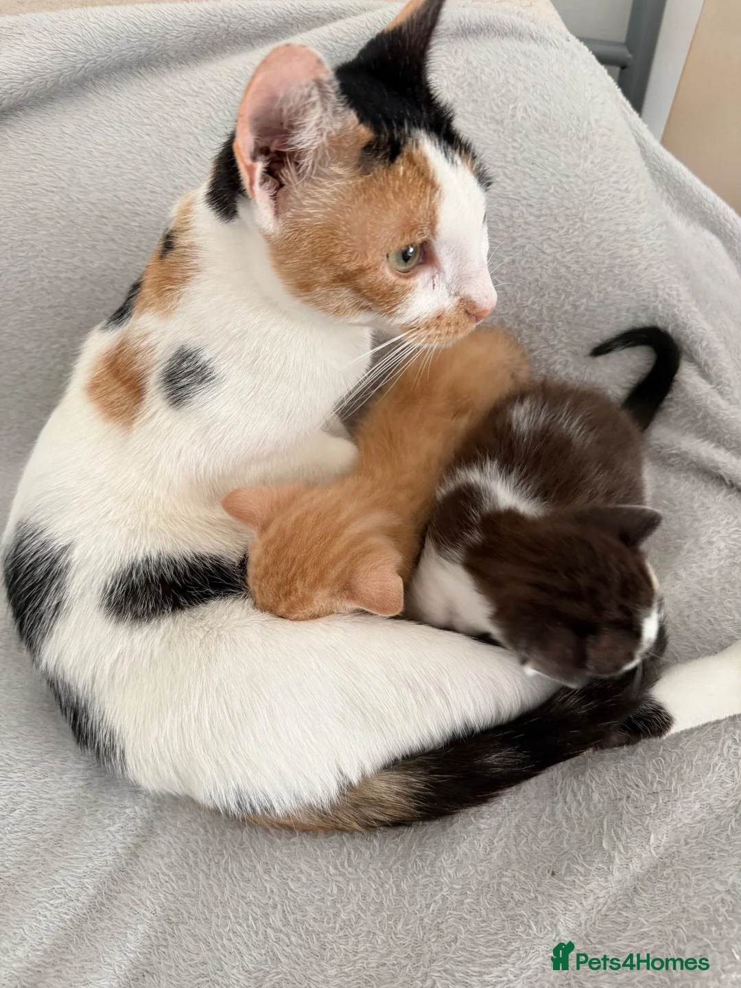 Mixed Breed cats for sale: lovley kittens looking for their new home - Advert 1