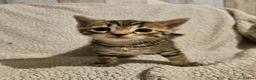 Mixed Breed cats for sale: Part bengal kittens. - Advert 4