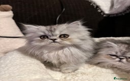 Persian cats for sale: 4 cuddly, petite Persian girls💗 - Image 13