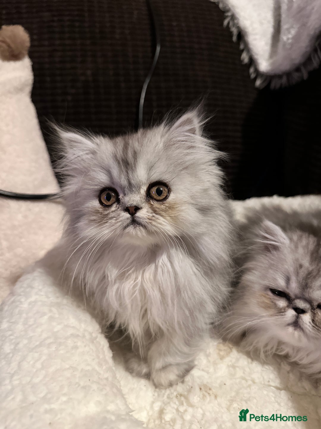 Persian cats for sale: 4 cuddly, petite Persian girls💗 - Image 13