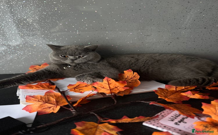 British Shorthair cats for sale - Advert 1