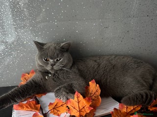 British Shorthair cats - Advert 30