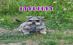 Miniature Schnauzer dogs for sale: Beautiful pure Breed miniature schnauzers - Image 12