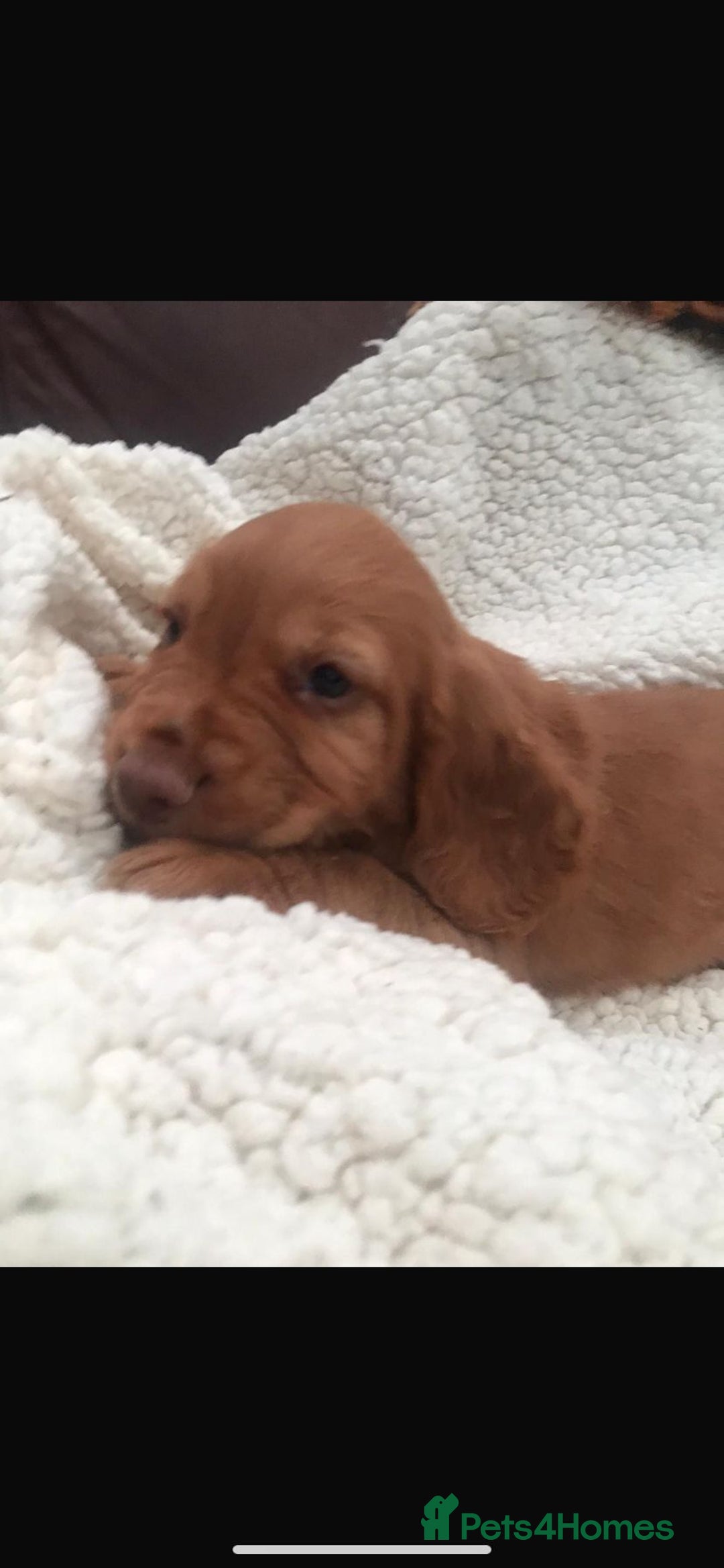 Sprocker dogs for sale: Sprocker pups  - Image 19