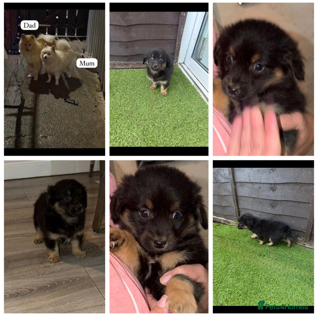 Pomeranian dogs for sale: Pomeranian  - Advert 1