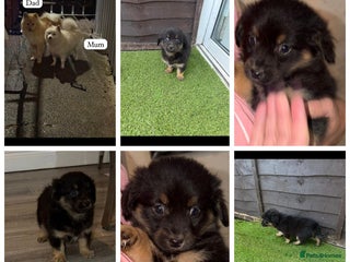 Pomeranian dogs Pomeranian - Advert 3