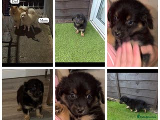 Pomeranian dogs Pomeranian - Advert 8