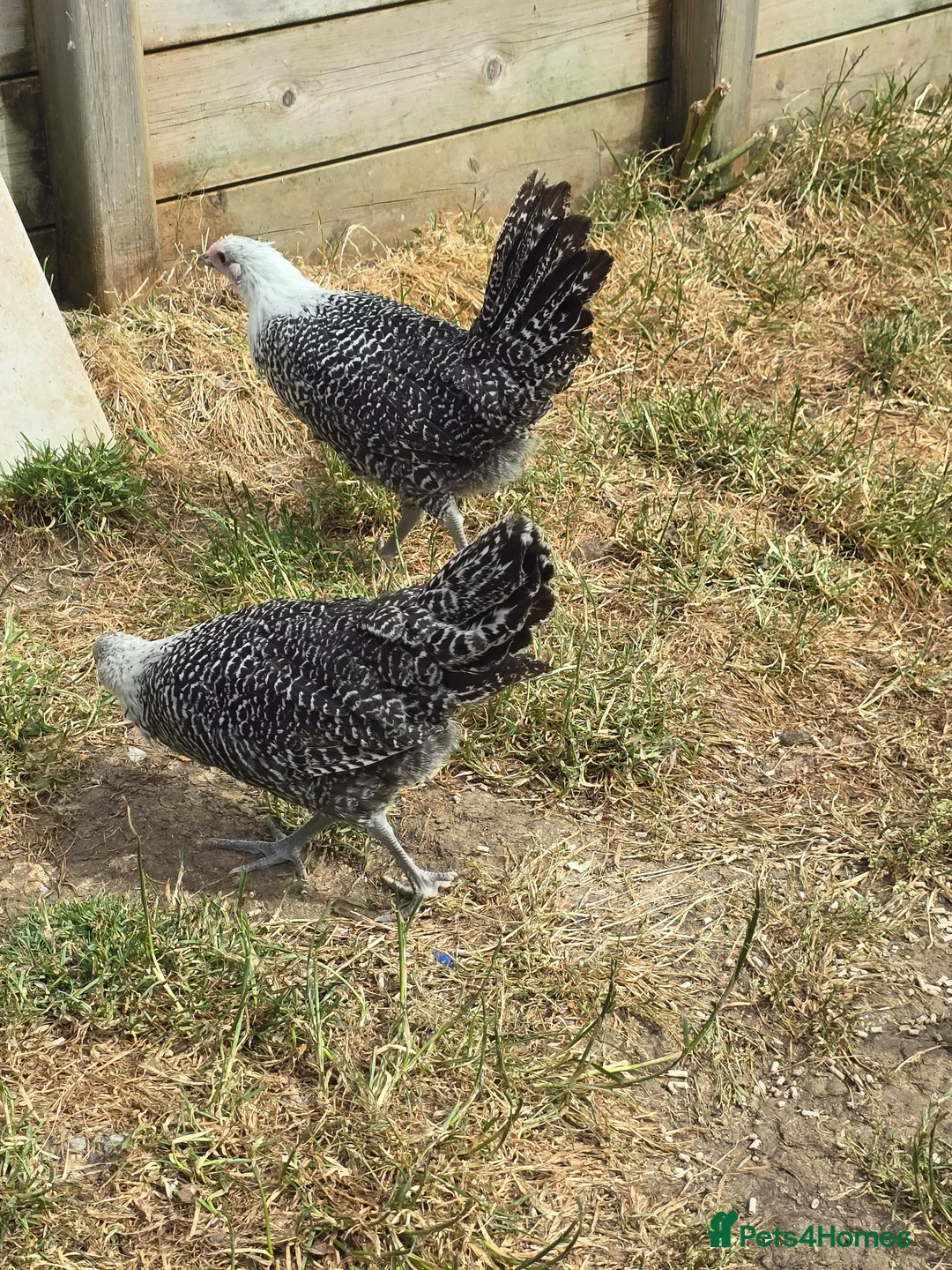 Chickens poultry for sale: Silver Campine pullets - Advert 2