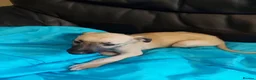 Mixed Breed dogs for sale: 4 BEAUTIFUL MALE LURCHER PUPS READY NOW - Advert 4