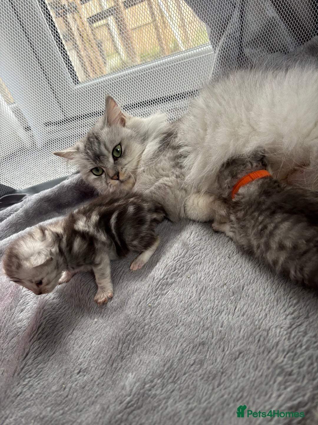 Persian cats for sale: Stunning Persian X maincoon kittens - Advert 7