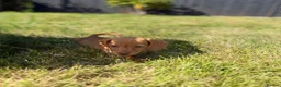 Miniature Dachshund dogs for sale: READY TO LEAVE🏆💙💖 KC REG 5 STAR BREEDER💙💖🏆 - Advert 29
