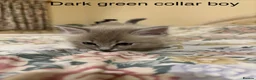Ragdoll cats for sale: RARE RAGDOLL KITTENS - Advert 12