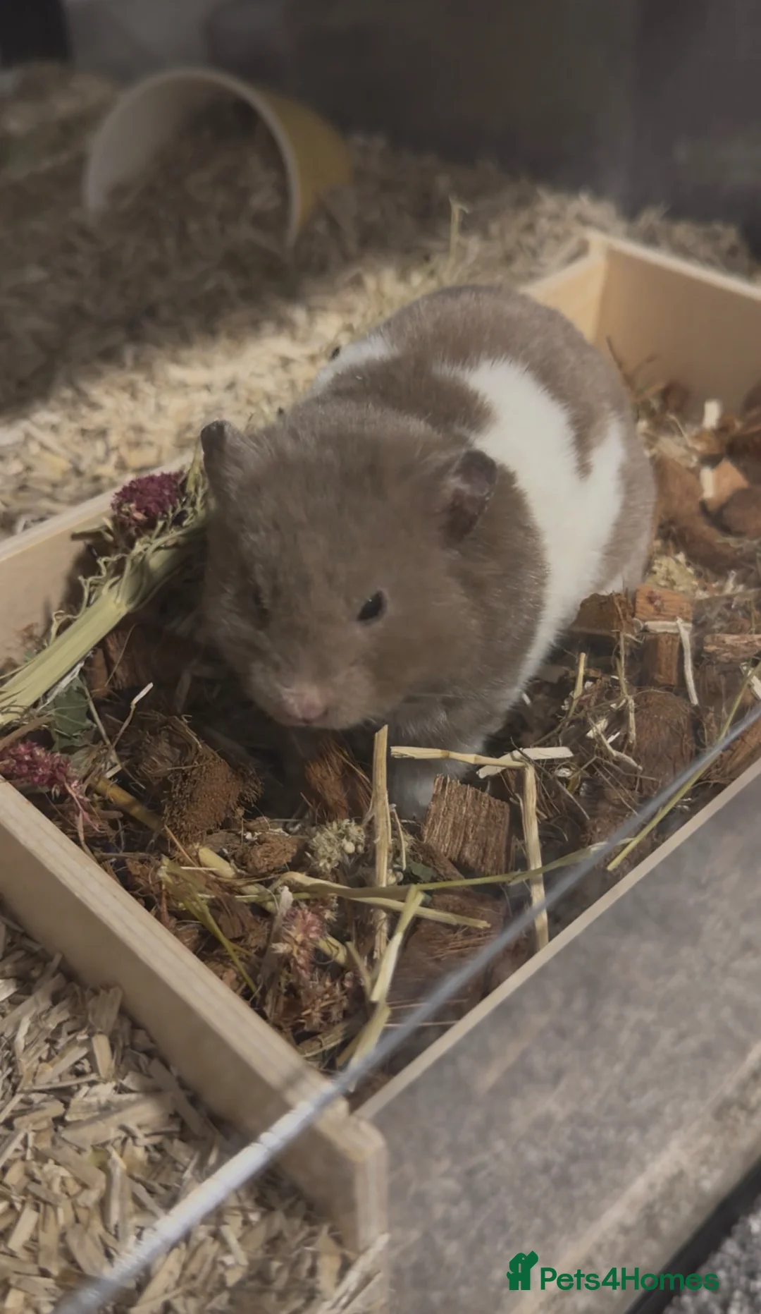 Hamster rodents for sale: Friendly Syrian with Bucatstate Cage + Accessories - Advert 1