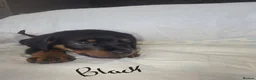 Rottweiler dogs for sale: Rottweiler puppies  READY TO GO  in Newcastle upon Tyne - Advert 3