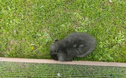 Lionhead rabbits for sale: 4 bunnies 8 weeks old looking for new homes - Image 6