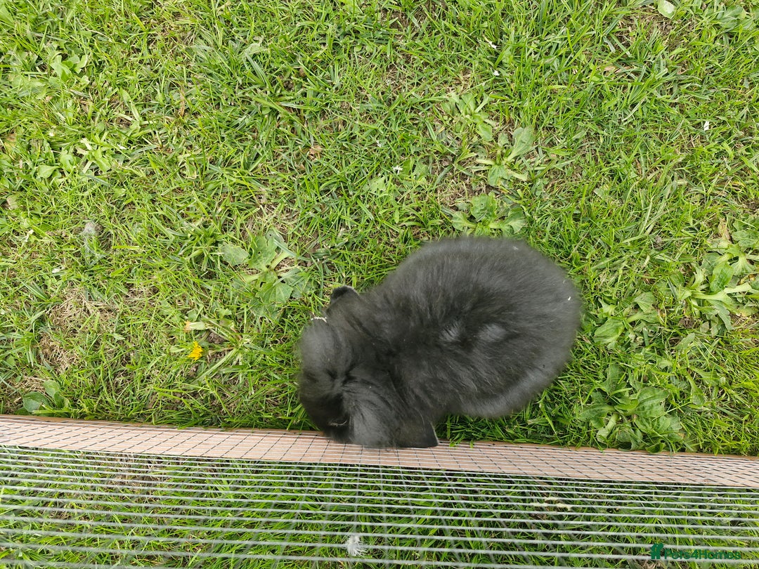 Lionhead rabbits for sale: 4 bunnies 8 weeks old looking for new homes - Image 6