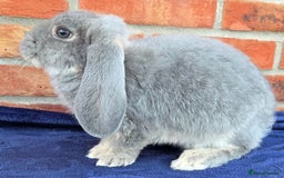 French Lop rabbits for sale: Beautiful French Lops - Image 14