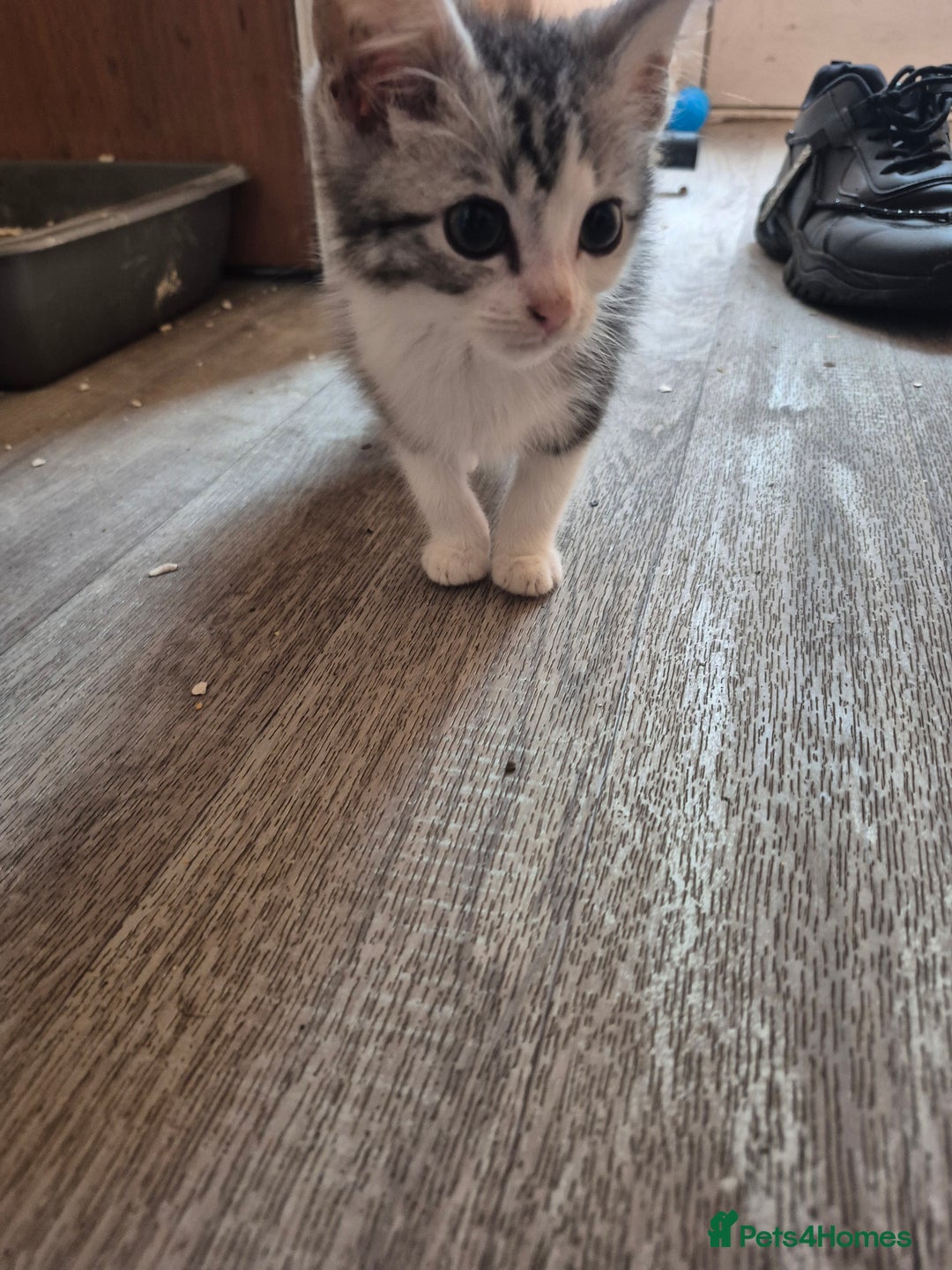 Mixed Breed cats for sale: Adorable kittens looking for loving homes  - Image 7