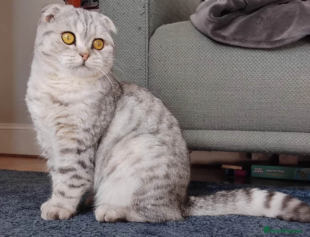 Scottish Fold cats for sale: Male Scottish Fold almost 2 - Advert 1