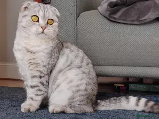 Scottish Fold cats Male Scottish Fold almost 2 - Advert 3