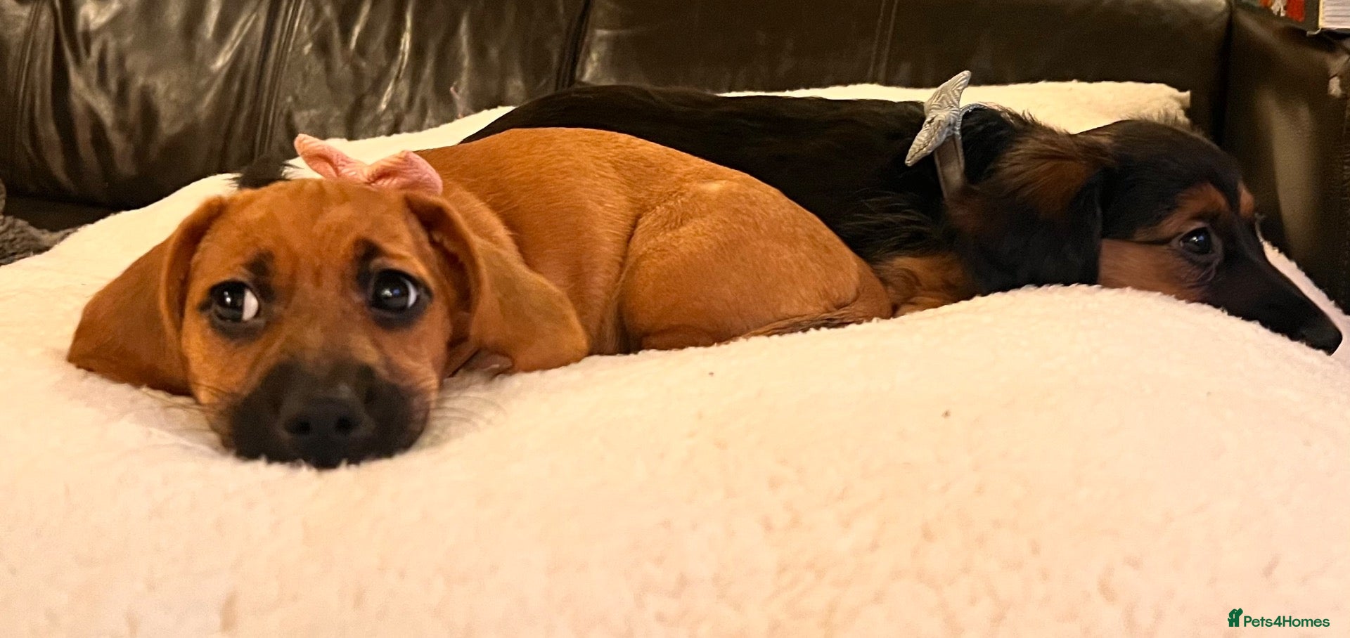 Mixed Breed dogs for sale: Miniature Daschund x 1/8th Border Terrier Puppies - Advert 2
