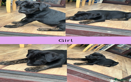 Mixed Breed dogs for sale: 5 gorgeous puppies for sale.  - Image 6