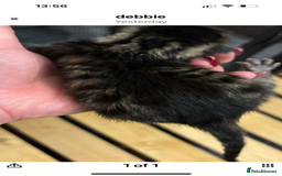 Mixed Breed cats for sale: Stunning snow Bengal x Maincoon kittens  - Image 3