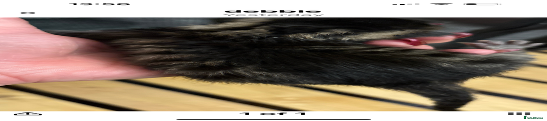 Mixed Breed Kitten 1