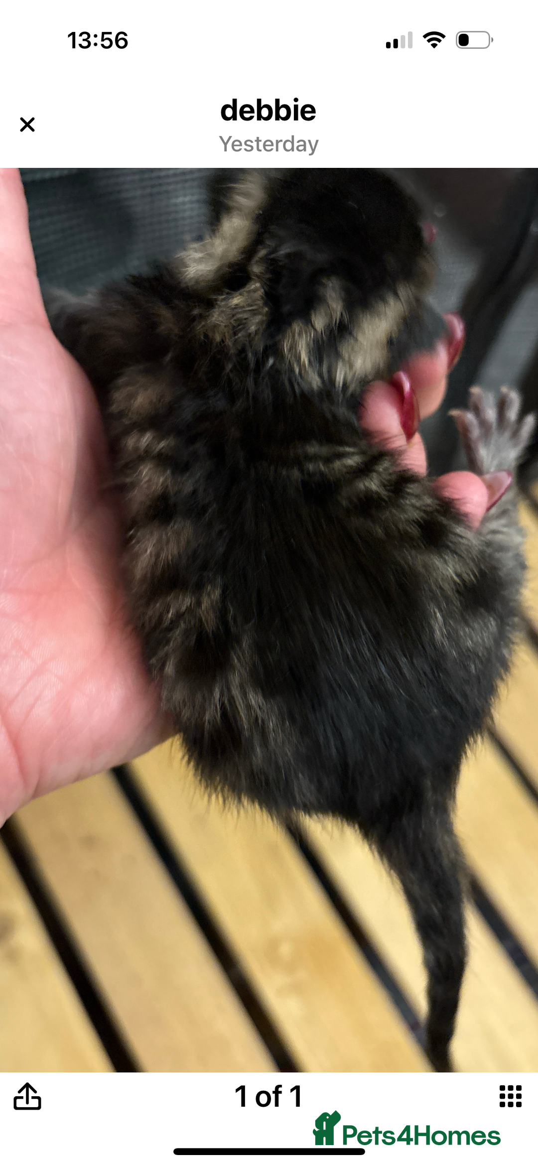 Mixed Breed cats for sale: Stunning snow Bengal x Maincoon kittens  - Image 3