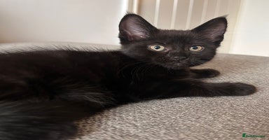 Maine Coon cats - Advert 11