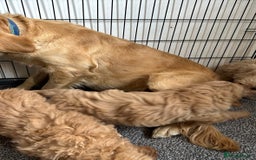 Goldendoodle dogs for sale: STUNNING GOLDEN DOODLES READY NOW - Image 22