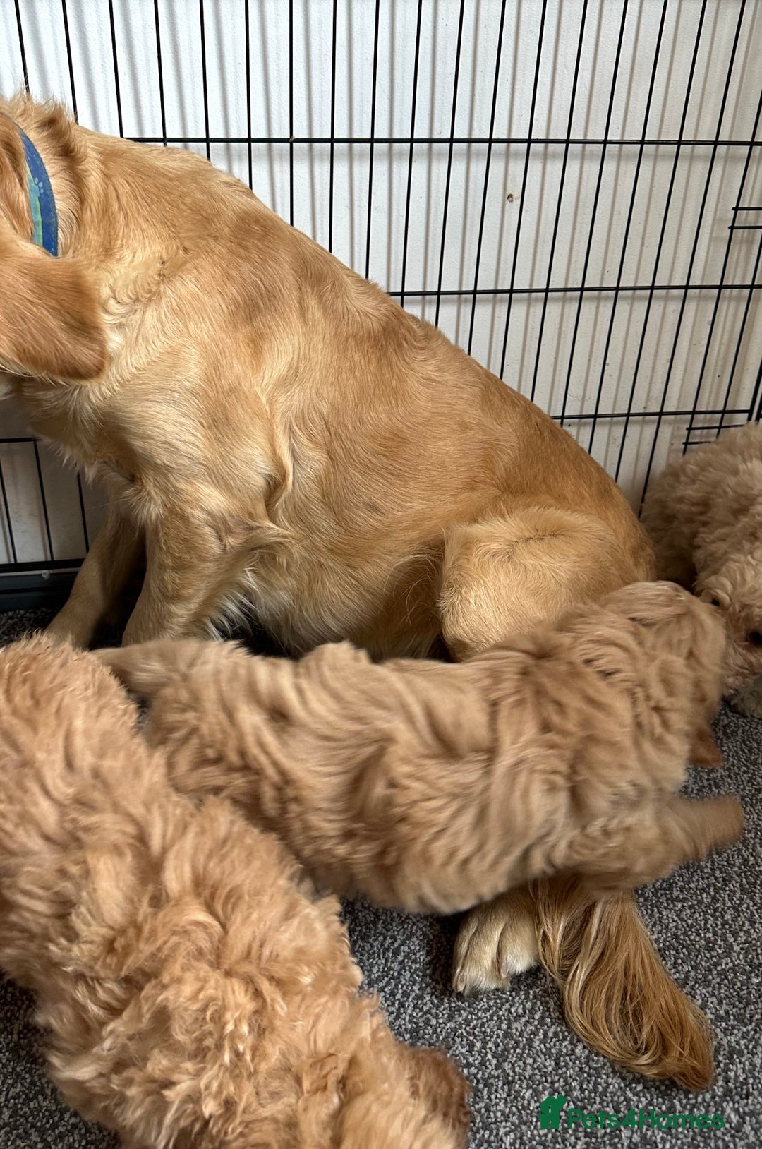 Goldendoodle dogs for sale: STUNNING GOLDEN DOODLES READY NOW - Image 22