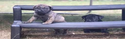 Presa Canario dogs for sale: World class presa canarios  - Advert 31