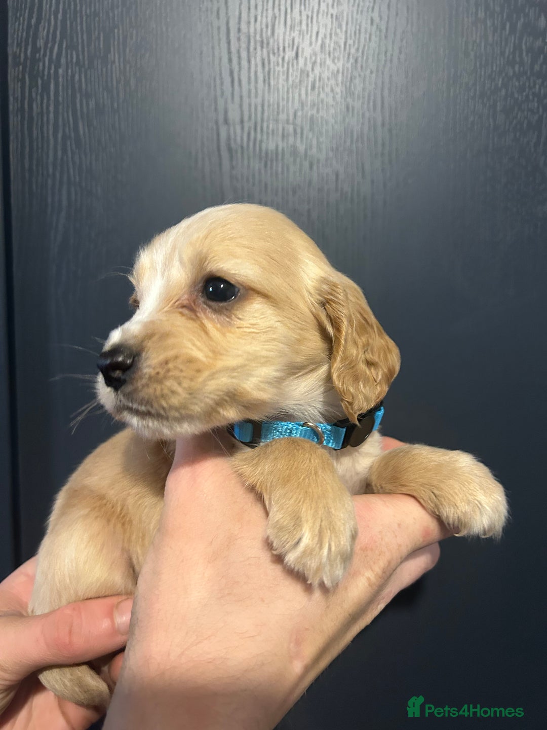 Cocker Spaniel dogs for sale: 3 Cocker Spaniel Puppies. 💙💙💙 - Advert 12