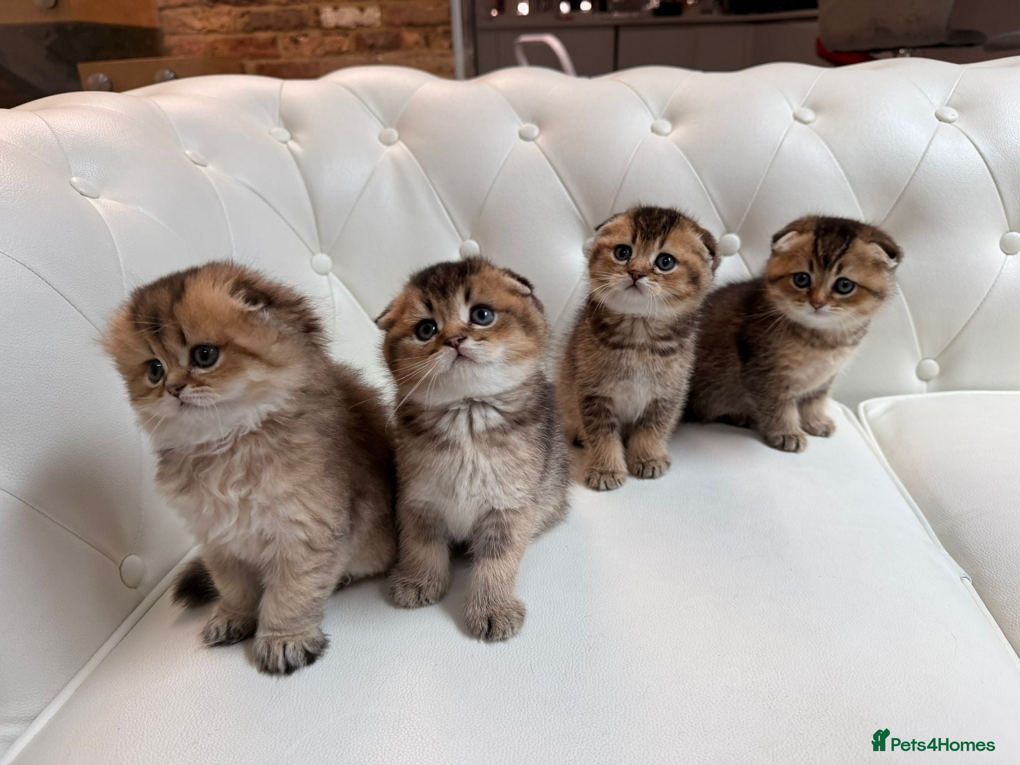 Scottish Fold cats for sale: Golden Scottish Fold Kittens – 2 Boys & 2 Girls - Advert 1