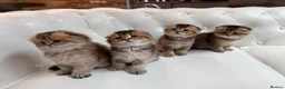 Scottish Fold cats for sale: Golden Scottish Fold Kittens – 2 Boys & 2 Girls - Advert 1