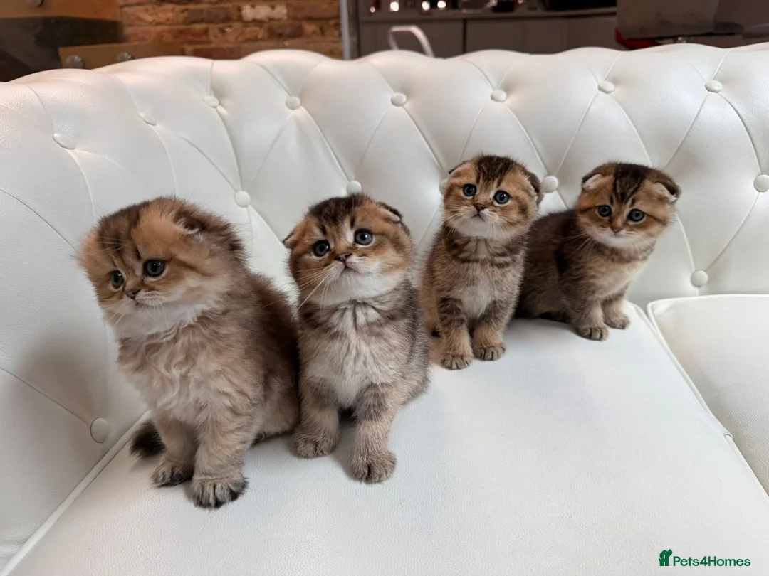 Scottish Fold cats for sale: Golden Scottish Fold Kittens – 2 Boys & 2 Girls - Advert 1